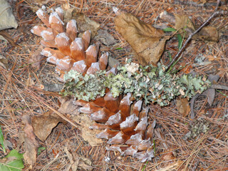 Pine cone with lichen and dried leaves, in autumn.
- 506146569