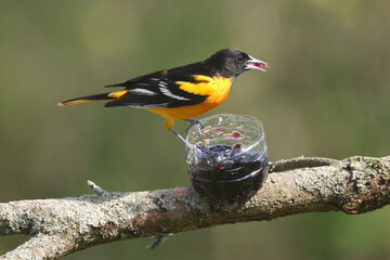 Baltimore oriole mated pair eating oranges and grape jelly and fighting over food but then sharing
