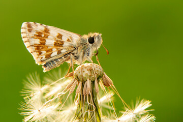 Fototapeta na wymiar Macro Photography of Moth on Twig of Plant.