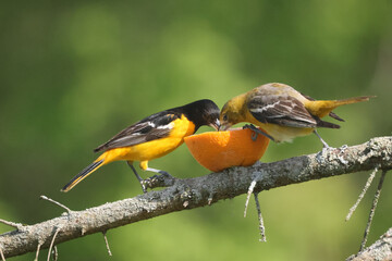 Baltimore oriole mated pair eating oranges and grape jelly and fighting over food but then sharing
