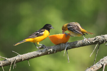 Baltimore oriole mated pair eating oranges and grape jelly and fighting over food but then sharing
