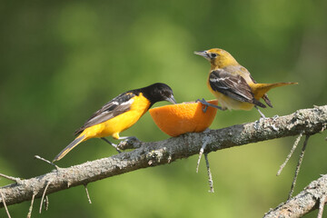 Baltimore oriole mated pair eating oranges and grape jelly and fighting over food but then sharing
