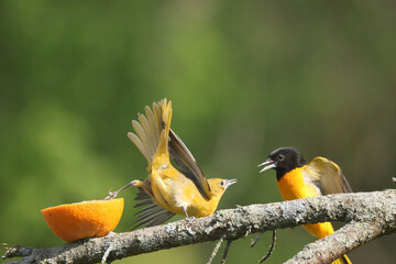 Baltimore oriole mated pair eating oranges and grape jelly and fighting over food but then sharing

