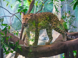 leopard in tree