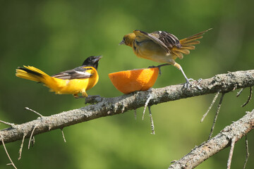 Baltimore oriole mated pair eating oranges and grape jelly and fighting over food but then sharing
