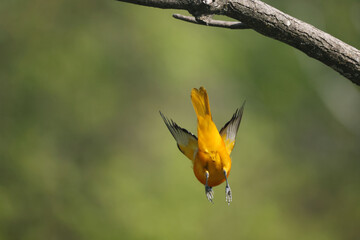 Baltimore oriole mated pair eating oranges and grape jelly and fighting over food but then sharing
