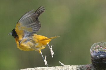 Baltimore oriole mated pair eating oranges and grape jelly and fighting over food but then sharing
