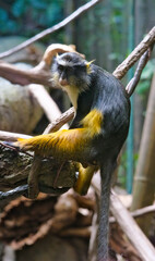 japanese macaque sitting on a tree