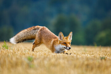 Running fox. Young red fox, Vulpes vulpes, hunts voles on stubble. Fox cub sniffs on field after...