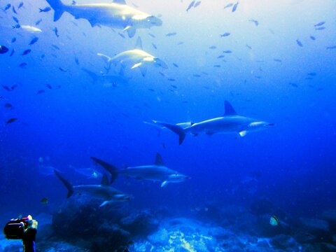 School of Giant Hammerhead sharks swimming above the bottom at Darwin's arch, Galapagos Islands, Ecuador, South America