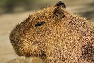 close up of a boar