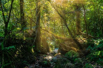 morning in the forest