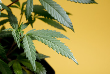 marijuana vegetation plants, hemp CBD, cultivation cannabis, background yellow, Growing cannabis...
