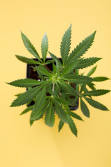 Marijuana leaves, cannabis on a yellow background, beautiful background, indoor cultivation, top view