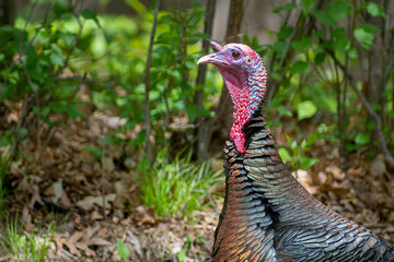 Close up of male turkey