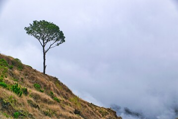 tree in the mountains