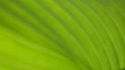 blurred green leaf background