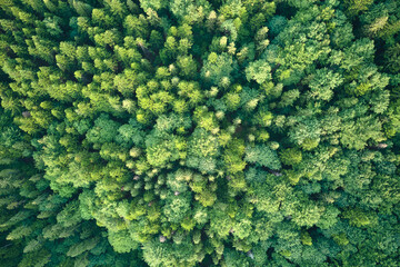 Aerial view of green pine forest with dark spruce trees. Nothern woodland scenery from above - obrazy, fototapety, plakaty
