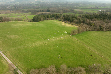 Fototapeta na wymiar Aerial view of herd of cows grazing on farmland field