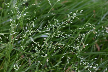 Simple green grass close up.