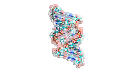 DNA (A-DNA) molecule