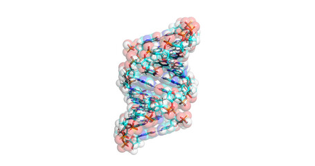 DNA (A-DNA) molecule