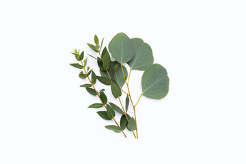 Fototapeta na wymiar Green leaves of eucalyptus on white