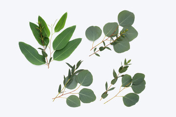 Obraz na płótnie Canvas Green leaves of eucalyptus on white