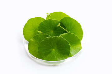 Fresh green centella asiatica leaves in petri dishes on white background.