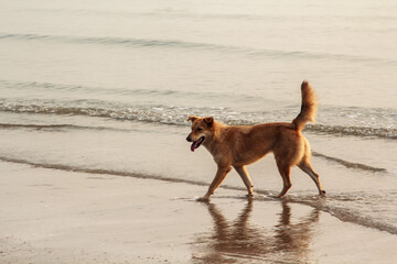 brown dog romps happily and frolicly on the sand as the tidal waves rest against the shores on a clear day with waves.