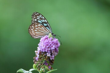 紫の花の蜜を吸うリュウキュウアサギマダラ
