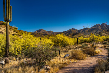 A trail to the mountains in the Arizona desert
