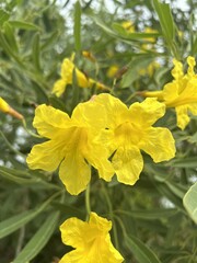 yellow flower in nature garden