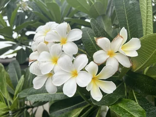 Foto op Plexiglas plumeria flower in nature garden © mansum008