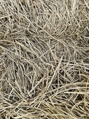 dry straw in country farm