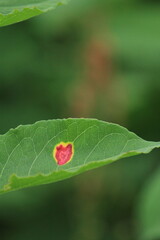 若葉の上にハートの模様