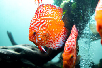 colorful discus (pompadour fish) are swimming in fish tank. Symphysodon aequifasciatus is American...