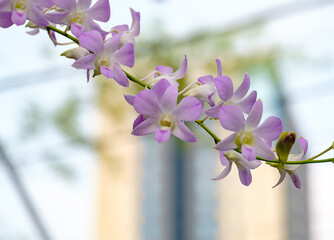 purple orchid in the park