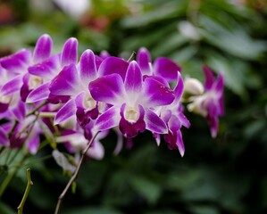 purple orchid in the garden
