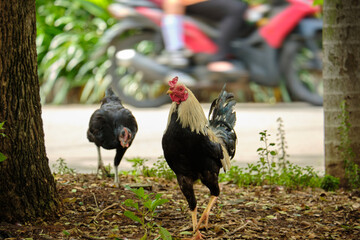 a rooster in the park