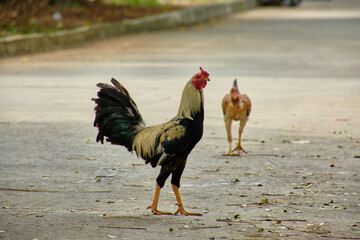 a rooster on the road