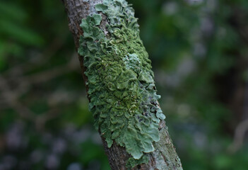 Fototapeta premium The bark has a beautiful pattern on it. natural tree