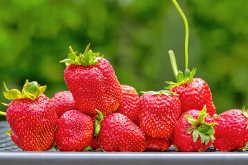 Fresh, clean and colorful strawberries being served whole after being picked. 