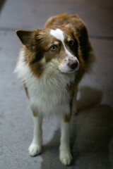street dog Buenos Aires, Argentina