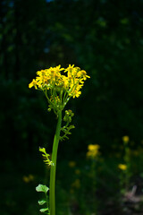 Yellow flowers of a butterweed plant (Packera glabella) with a dark background