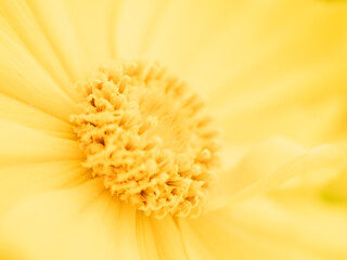 マクロ、深いボケ、グラデーションが綺麗な黄色い花の抽象的な写真
