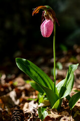 Pink Lady's Slipper from New Hampshire 