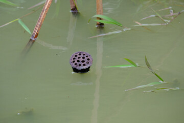 蓮の実の抜け殻