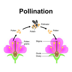 Scientific Designing of Pollination Process. The Most Important Factor in Plants Fertilization. Colorful Symbols. Vector Illustration.