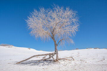 Stunning white tree with blue sky and white sand. 
Taken at White Sands National Park